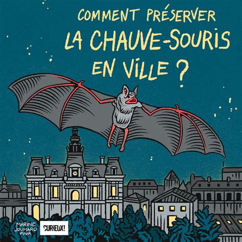 Chauve Souris Marine Joumard