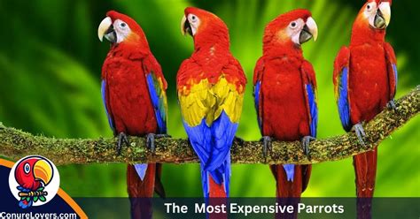 The 5 Most Expensive Parrots With Pictures 2024