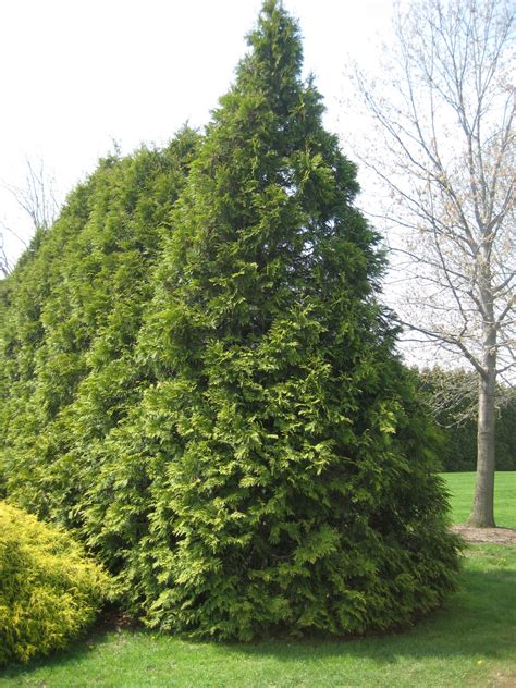 Arborvitae Elegantissima Plant Profile Sylvan Gardens Landscape