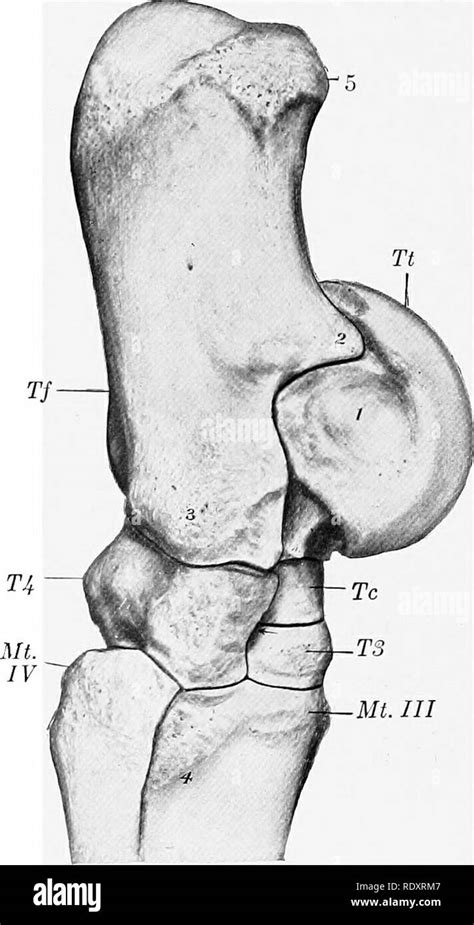 Tibial del tarso fotografías e imágenes de alta resolución - Alamy