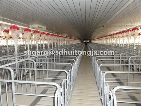 Steel Gilts Dry Sows Stalls Pig Pens For Piggery Farm Pig Pen Design