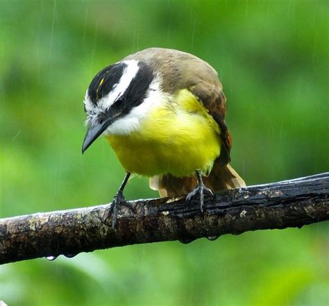 Fifteen Beautiful Birds from Belize