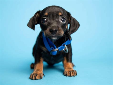 Puppies abandoned in Phoenix dumpster up for adoption