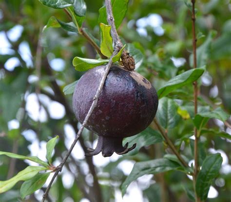 M Tech Gardens Rare Black Pomegranate Hybrid Seedling Live Plant