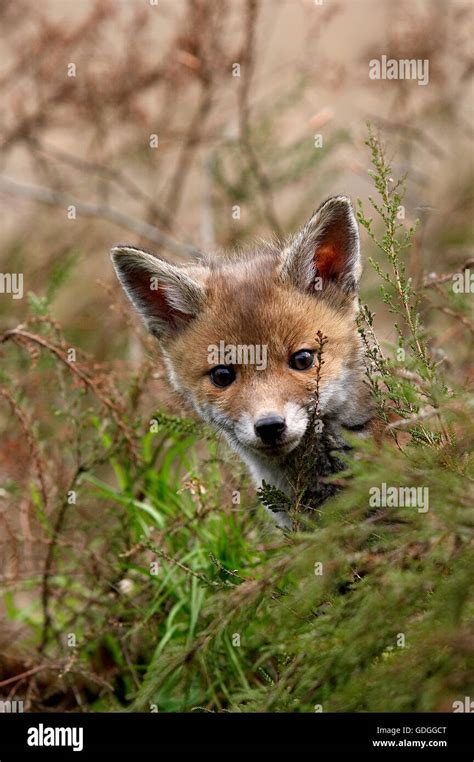 BABY RED FOX vulpes vulpes IN NORMADY Stock Photo - Alamy