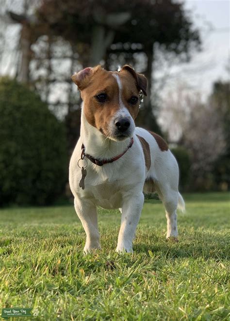 Jack Russell Stud Stud Dog In Southwest Germany Breed Your Dog