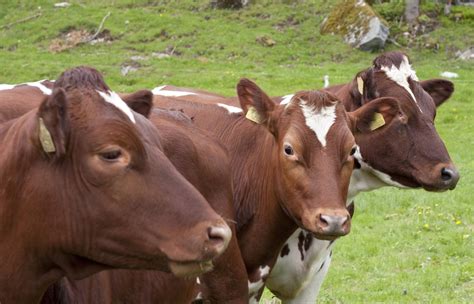 Eurasia Livestock Breeding Heifers Norwegian Red