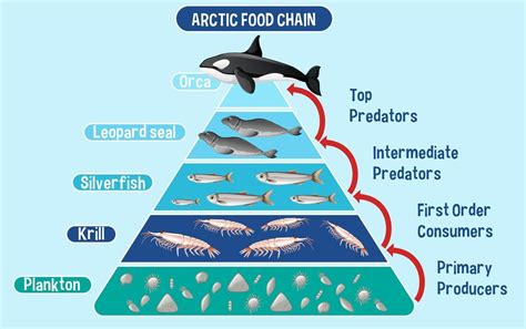 Diagram Showing Arctic Food Chain For Education Vector Art At