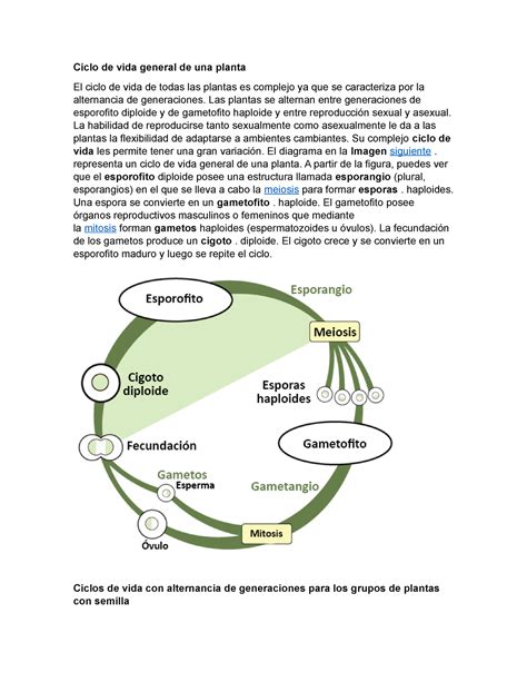 Ciclo De Vida General De Una Planta Las Plantas Se Alternan Entre