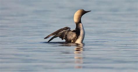 Pacific Loon Behavior - AnimalBehaviorCorner