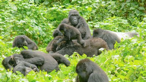 Best Places To Visit Mountain Gorillas In Africa Encounter Africa Safaris