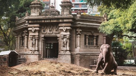 How to Move Your Elephant During a Pandemic - The New York Times