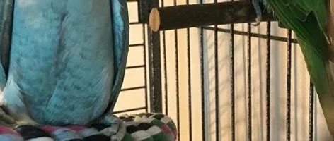 Indian Ring Neck Parakeets For Sale To Go Together Online Bird Auctions