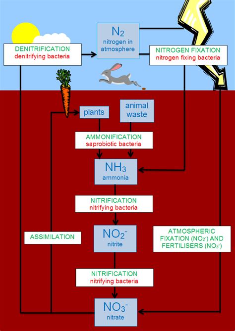 Flow Sheet Diagram Of Nitrogen Cycle Nitrogen Cycle Steps O