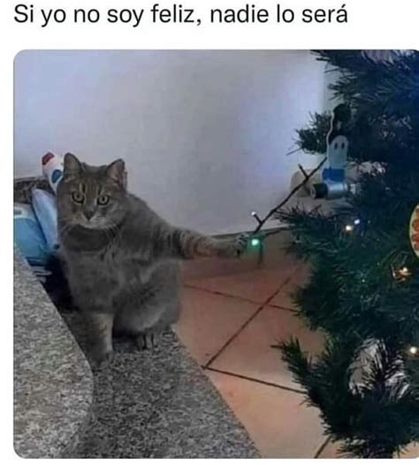 Pin De Noelia Victoria Zalamea Moreir En Dulce Navidad Meme Gato