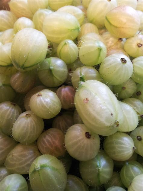 Jeannie's Kitchen: Five Good Things With Gooseberries