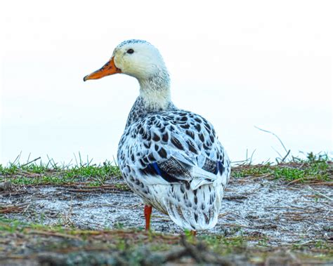 Hybrid Mallard IMG 4663 Bill Niven Flickr