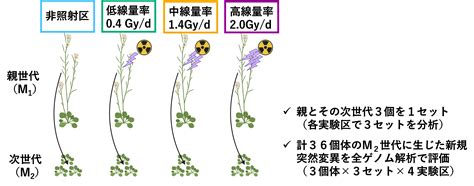 植物における慢性放射線被ばくが塩基配列の突然変異に与える影響 －発芽直後から種子成熟期までの放射線照射によって生じた突然変異分析－ 量子