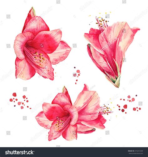 1,026 Amaryllis Painting Images, Stock Photos, 3D objects, & Vectors ...