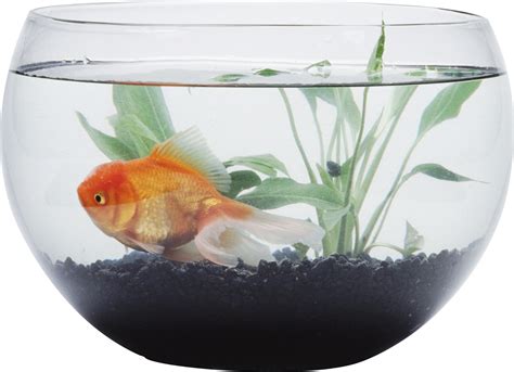 aquarium png