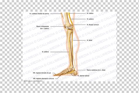 Pulgar Pie Pierna Humana Nervio Rodilla Nervio Cut Neo Ngulo Mano