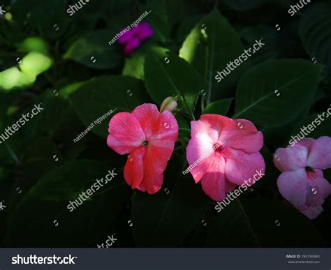 Impatiens Sultanii Sultans Balsam Pink Purpleimpatiens Stock Photo