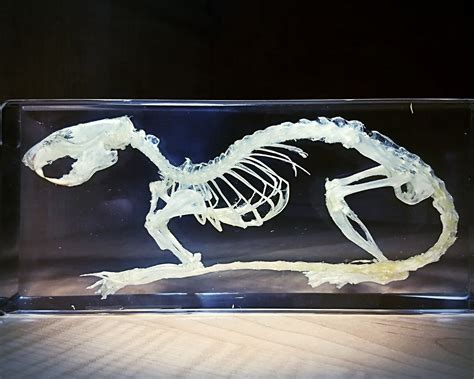 Rat Skeleton in Resin Real Rat Skull Lucite Oddities | Etsy