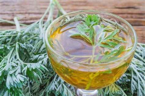 Para Que Serve O Cha De Artemisia - Artemísia: Para Que Serve E Como Fazer O Chá