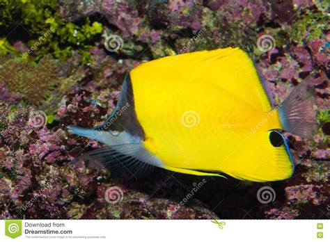 Long Nose Butterflyfish stock photo. Image of coral, water - 15922590