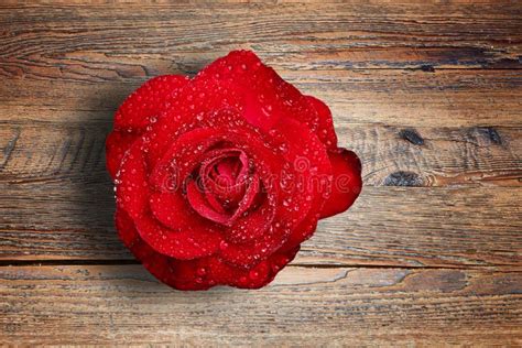 Rosa Roja Con Las Gotitas De Agua En La Tabla De Madera Texturizada