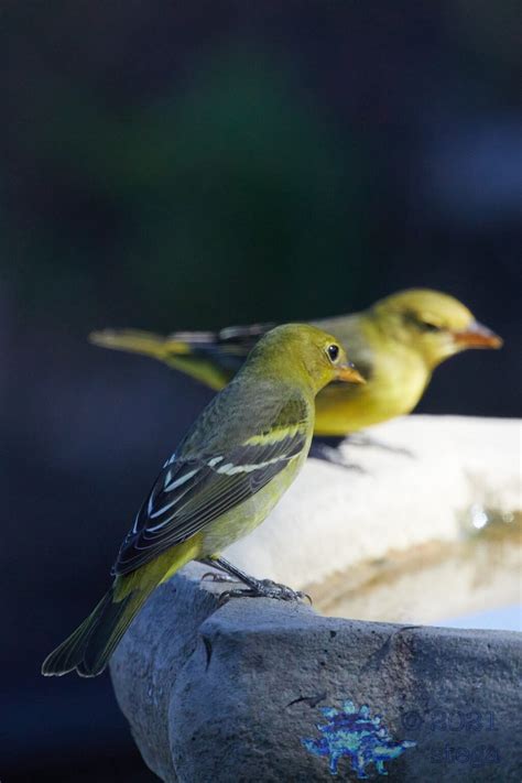 Western Tanager | Outside My Window