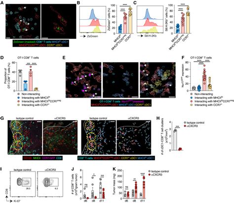 A distinct stimulatory cDC1 subpopulation amplifies CD8+ T cell ... 