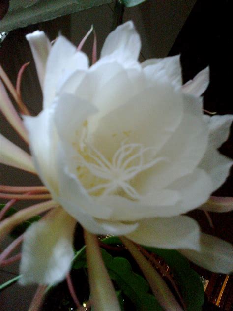 Alicesg Singaporemyhome Epiphyllum Or Keng Hua Blooms At Midnight