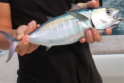 Their First Marlin