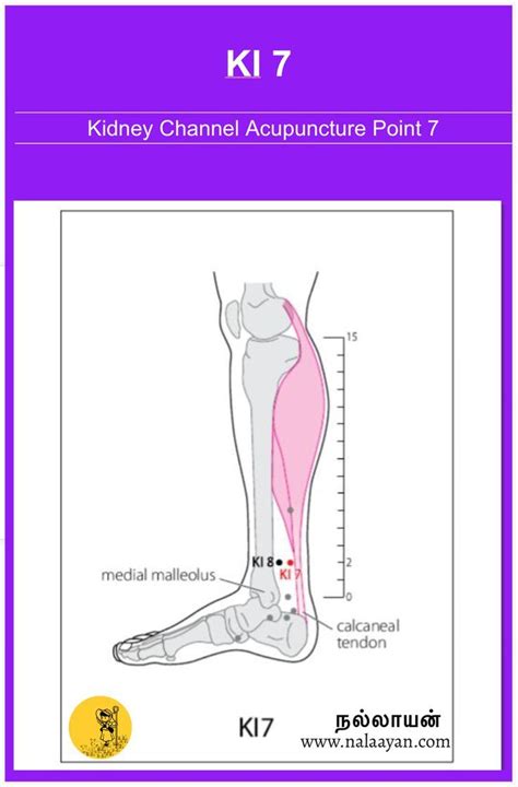 Bl Acupuncture Point Artofit