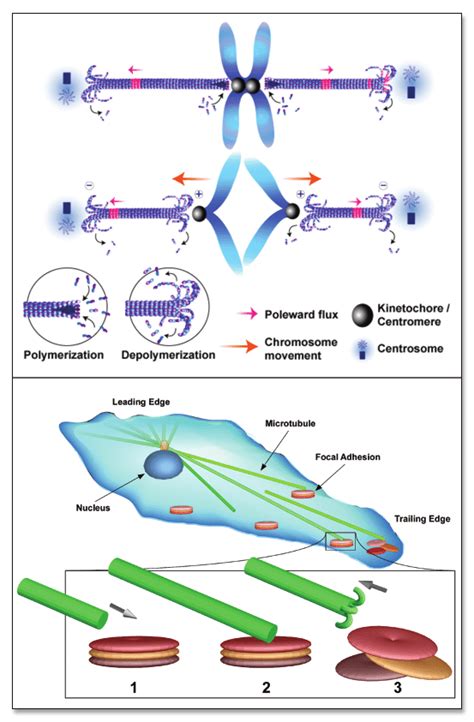 Bundles of Microtubules That Participate in Cell Division