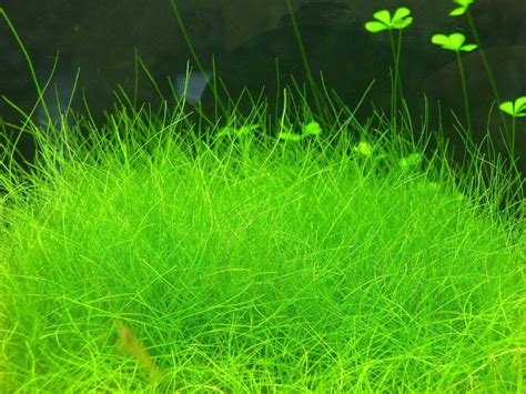 Dwarf Hairgrass Mini Live Aquarium Plants