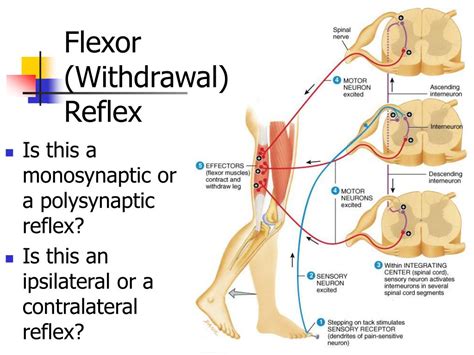 PPT - What are the major components of a spinal nerve? PowerPoint ...