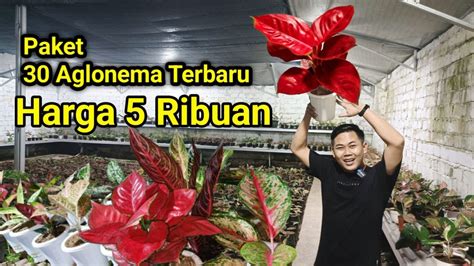 Paket Aglonema Terbaru Harga Cuma Ribuan Langsung Dari Bos Besar