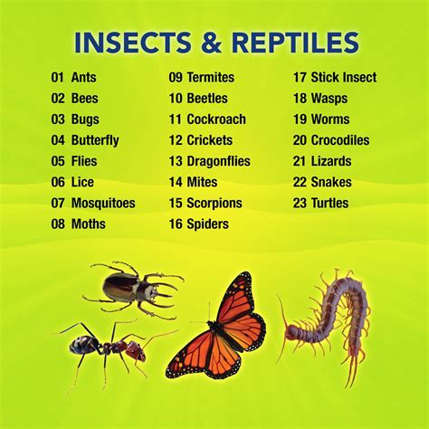 Insects Their Natural History And Diversity With A Photographic Guide To Insects Of Eastern North America 4