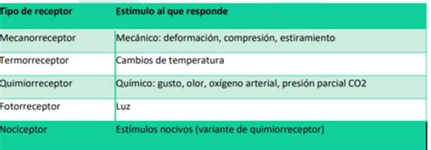 Fichas de aprendizaje Fisiología Sensitiva 4 y 5 Quizlet