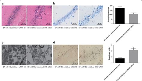 Changes of hippocampal neurons in rats of two groups. a HE staining was ... 