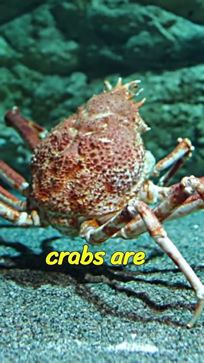 Meet The Giant Japanese Spider Crab 🦀🌊 Oceanlife Marinespecies