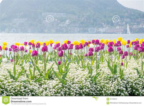 Tulips Side Of Lake Lugano Switzerland Stock Photo Image Of Flower