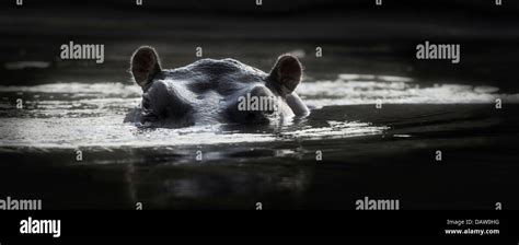 Hippo in water Stock Photo - Alamy