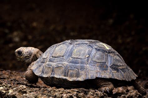 Frank | Galápagos Conservancy