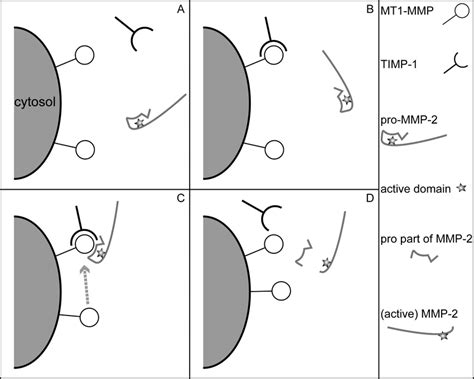 Schematic Representation Of Pro MMP 2 Activation By MT1 MMP And TIMP 1