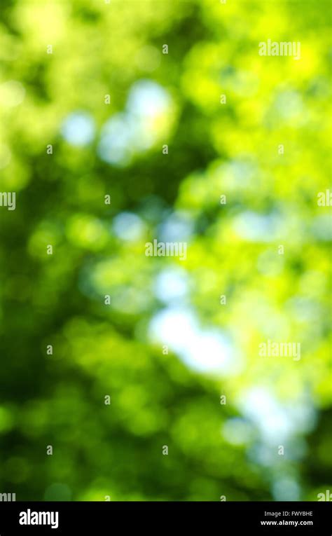 223 Background Green Blur Picture - MyWeb