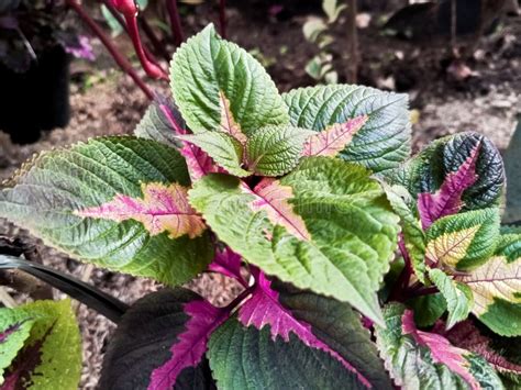 Una Planta Con Hojas Verdes Con Matices Morados Planta Iler Coleus