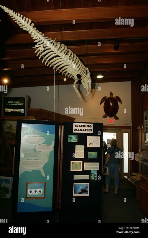 Manatee skeleton display Stock Photo - Alamy